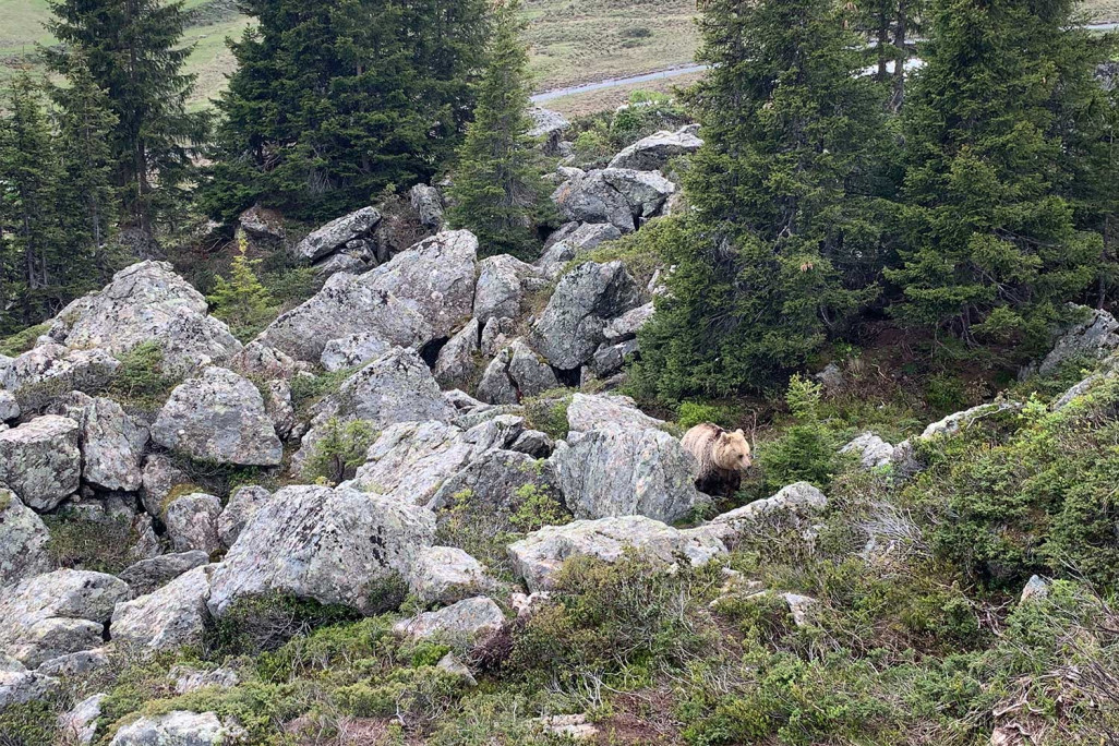 HMQ 50 Jahre - Bärenland Arosa